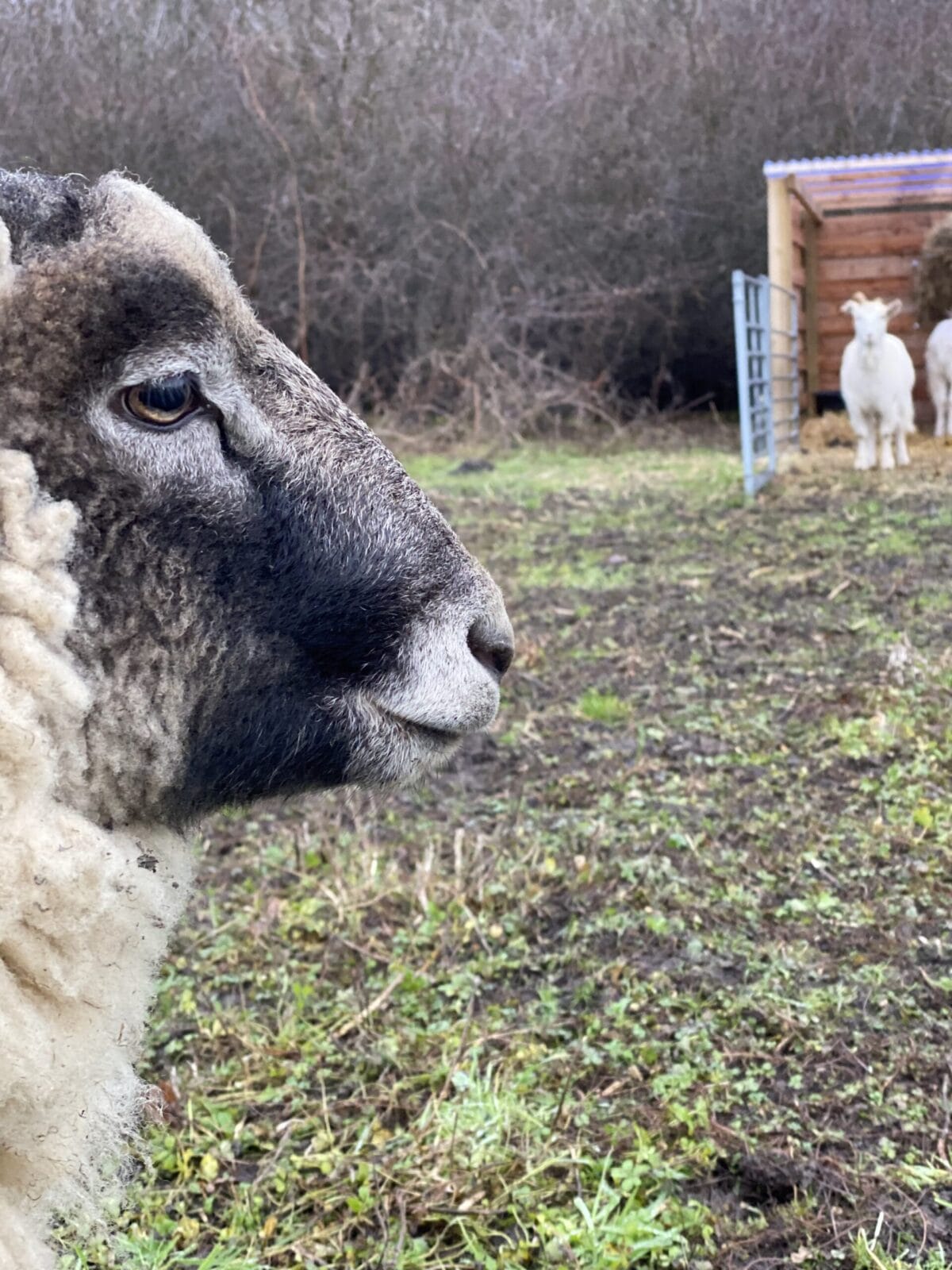 får og lam på campingpladsen